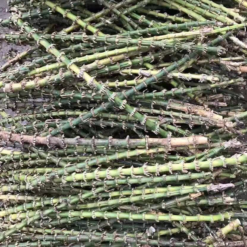 天然竹根原材料Natural bamboo roots