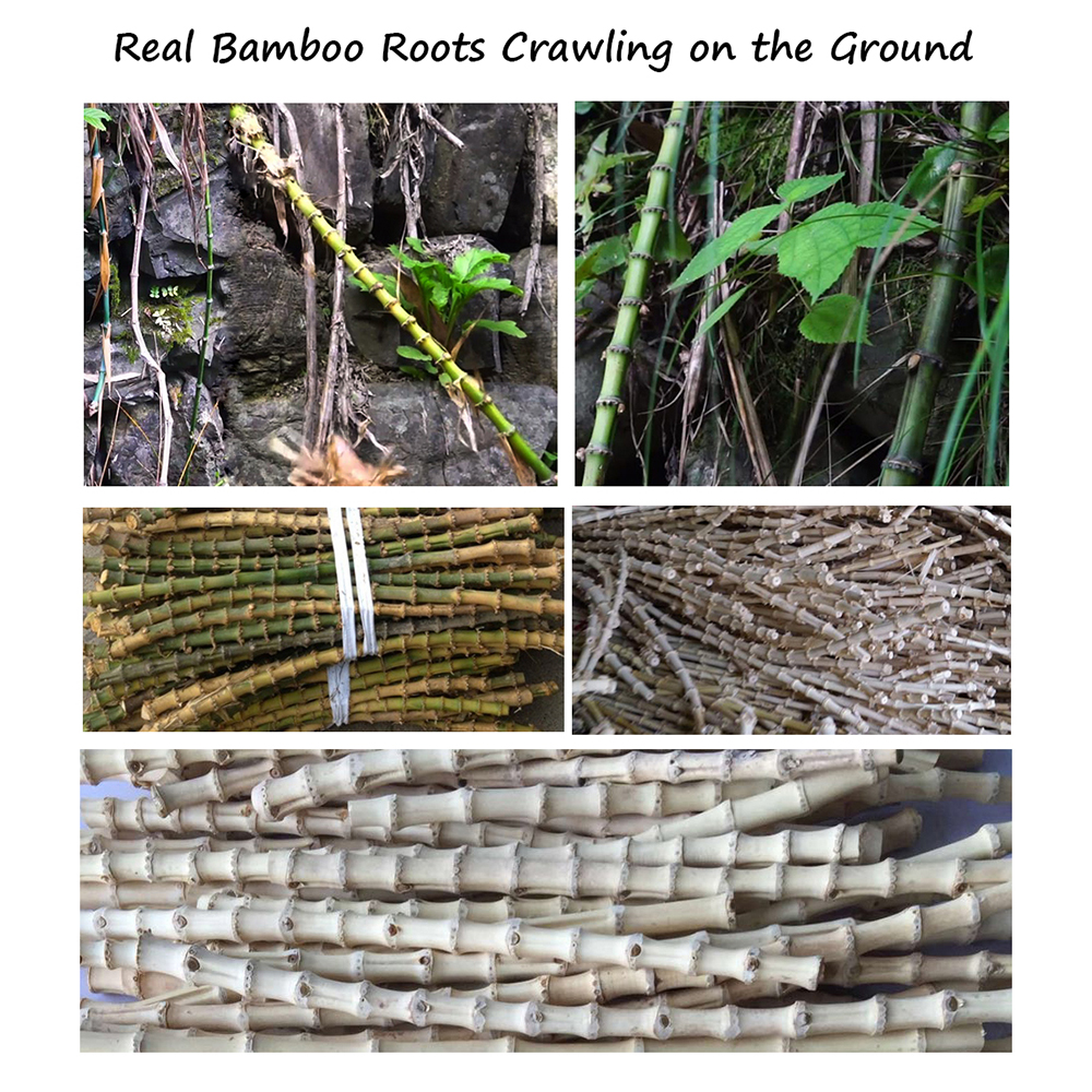 竹根原材料Bamboo Roots